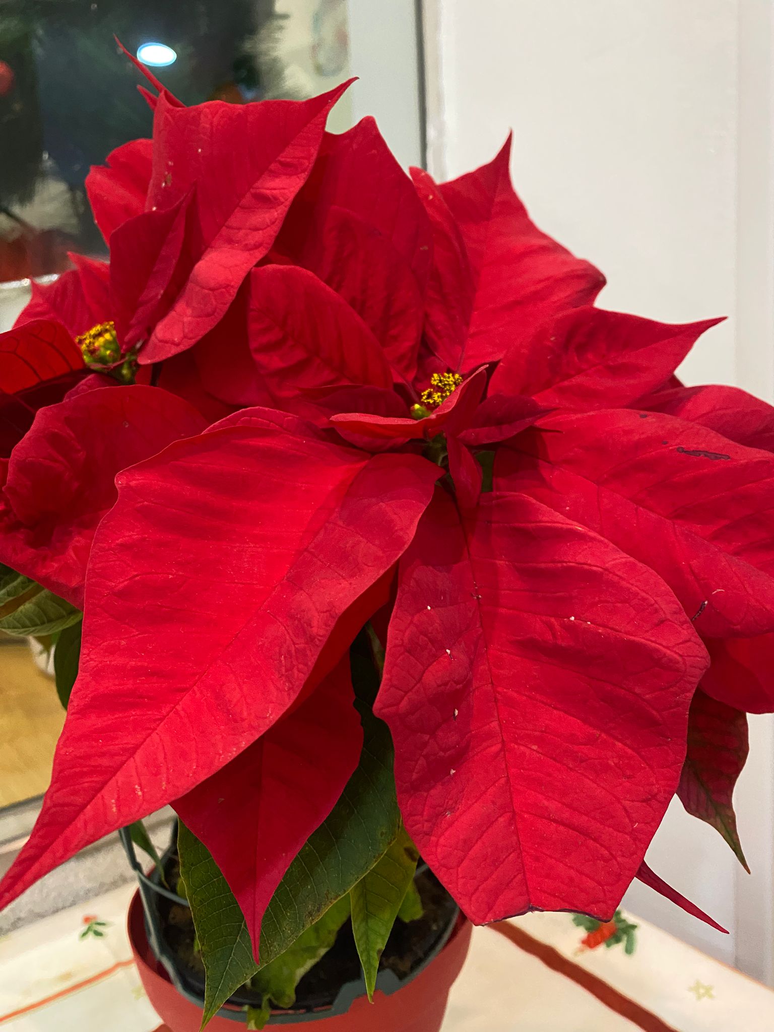 Welcome English PHOTO 2024 12 18 16 47 11